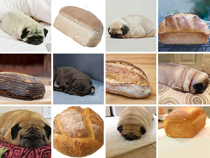 dog-food-comparison-bagel-muffin-lookalike-teenybiscuit-karen-zack-61__700