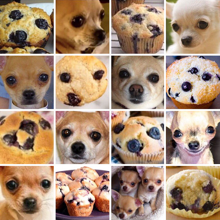 dog-food-comparison-bagel-muffin-lookalike-teenybiscuit-karen-zack-7__700