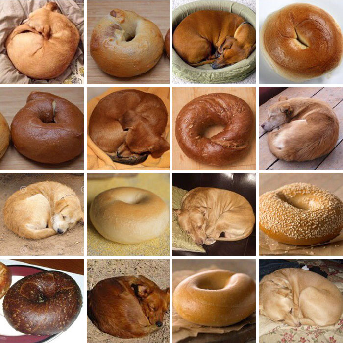 dog-food-comparison-bagel-muffin-lookalike-teenybiscuit-karen-zack