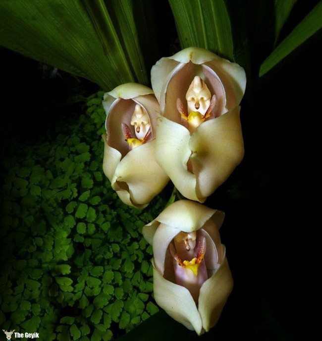Anguloa Uniflora orkide
