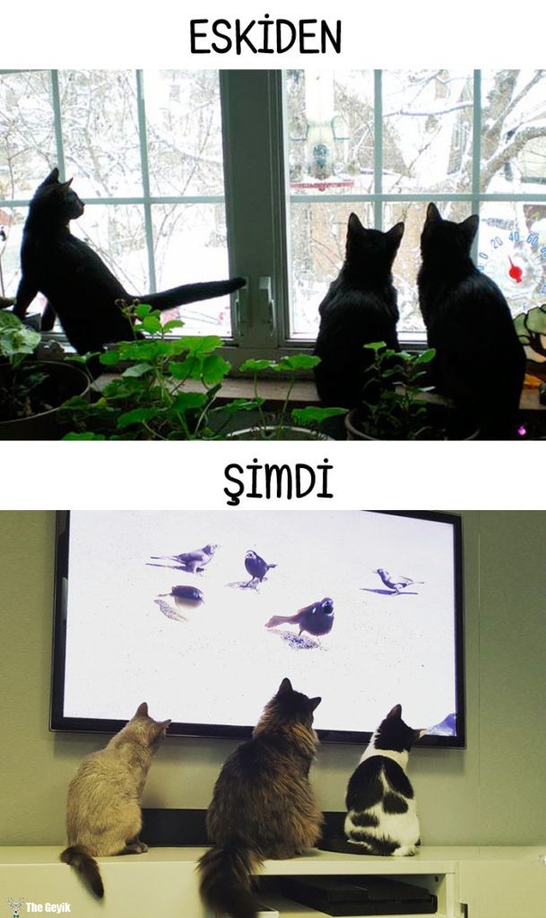 Cats-then-now-funny-technology-change-life-11-571618ff6eaf1__700