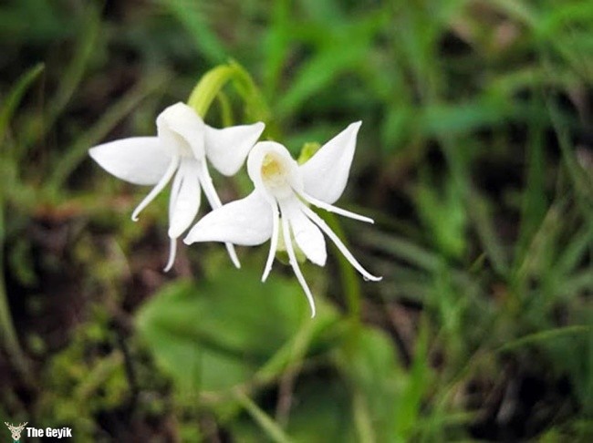 Habenaria Grandifloriformis melek orkide