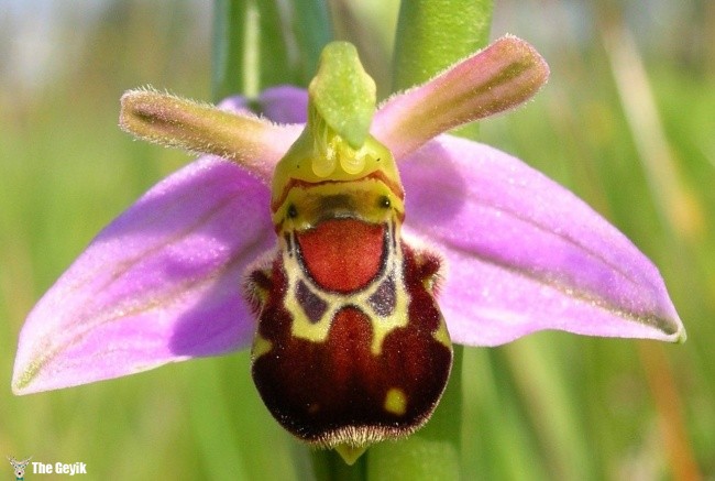 Ophrys bomybliflora orkide