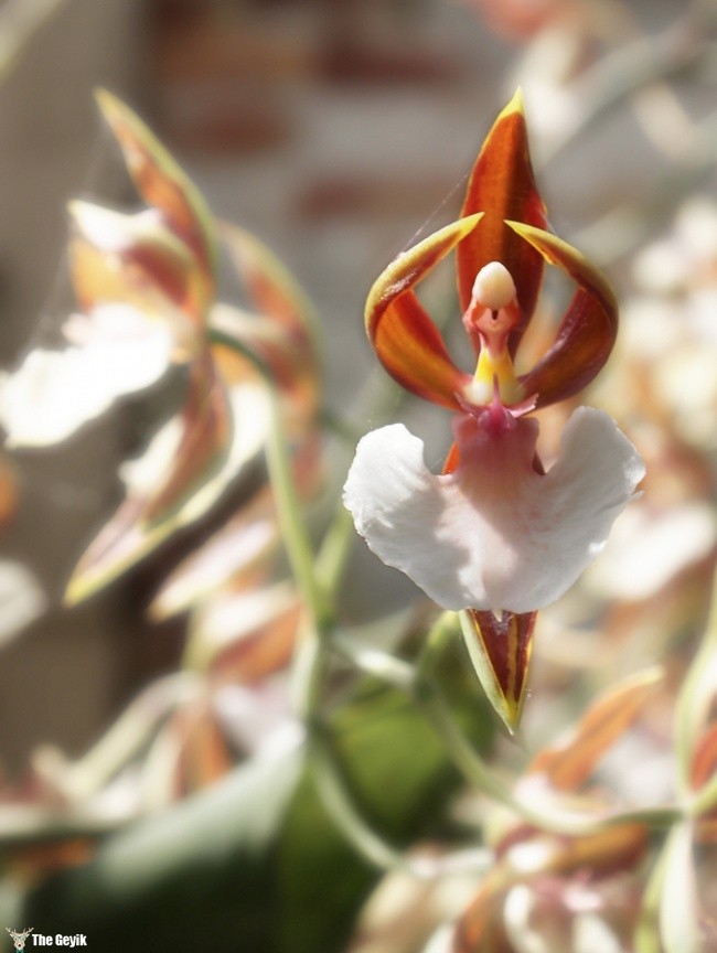 balerin orkide