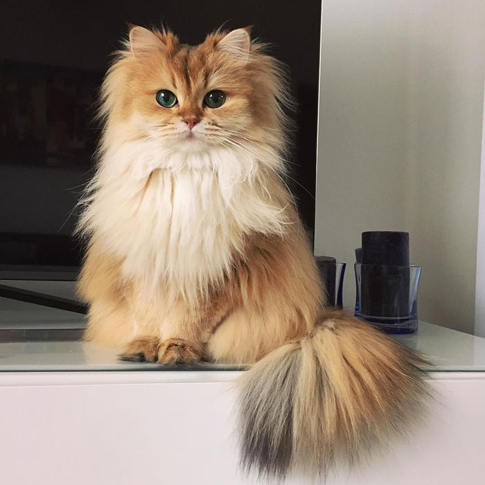 beautiful-fluffy-cat-british-longhair-22