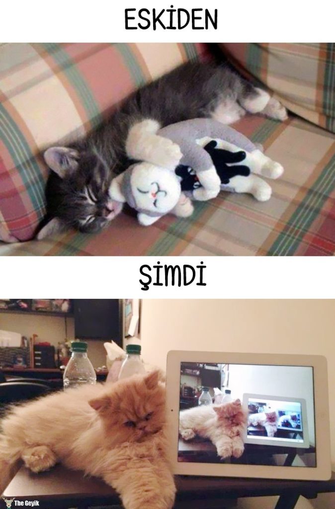 cats-then-now-funny-technology-change-life-10-57162507ede7f__700