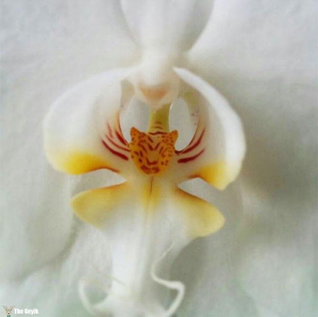 kaplan orkide