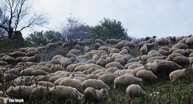 esrar yiyen koyunlar