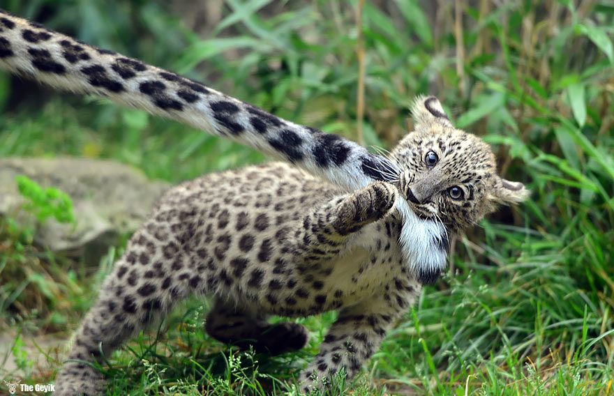 snow-leopards-biting-tail-funny-cats-12-573db435ebe80__880