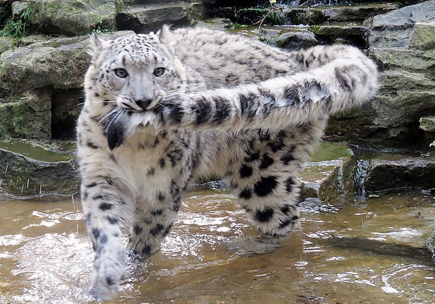 snow-leopards-biting-tail-funny-cats-14-573dbaf758f80__880