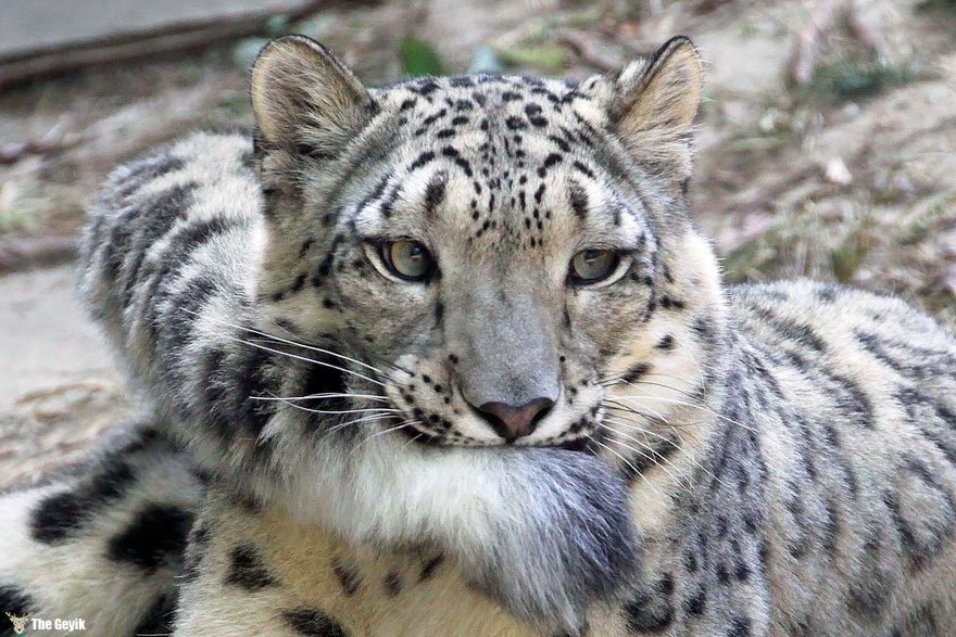snow-leopards-biting-tail-funny-cats-3-573db4178f3f8__880