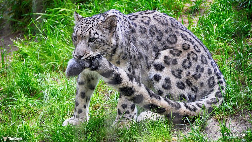 snow-leopards-biting-tail-funny-cats-4-573db41b413a6__880
