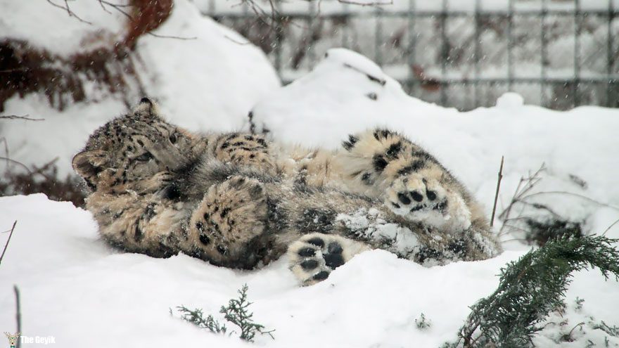 snow-leopards-biting-tail-funny-cats-5-573db41f12327__880