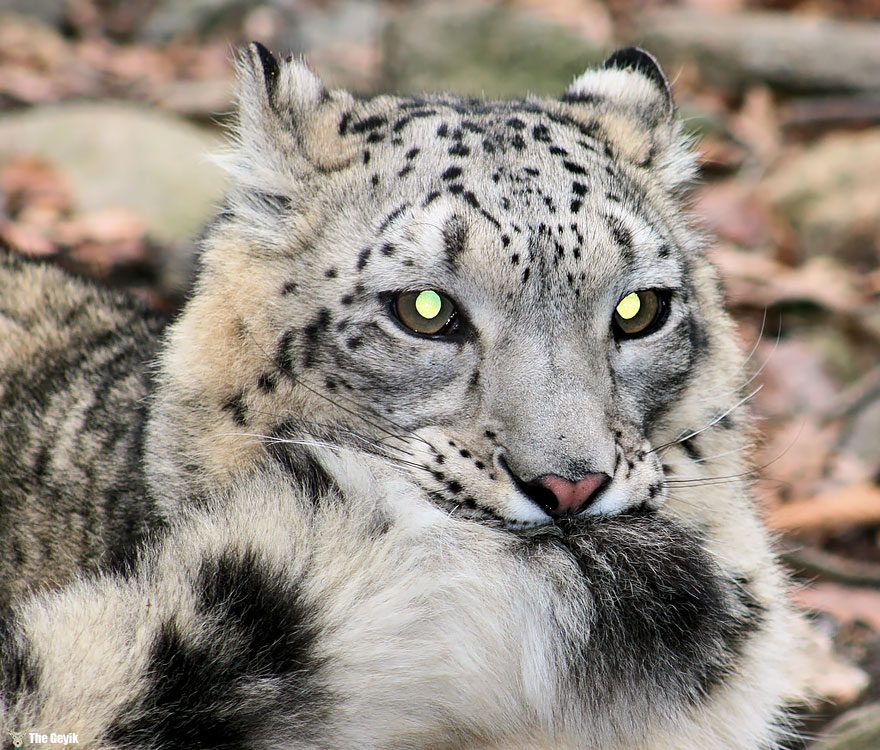 snow-leopards-biting-tail-funny-cats-8-573db4295b93e__880
