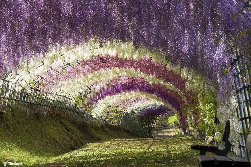 Wisteria Tunnel At Kawachi Fuji Gardens