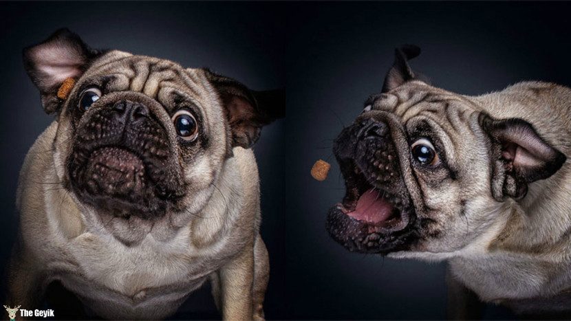the-hilarious-face-dogs-make-when-they-try-to-catch-treats-6-830x467