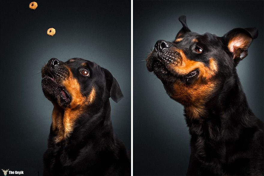 funny-dogs-catching-food-fotos-frei-schnauze-christian-vieler-8