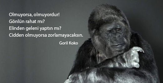 goril koko